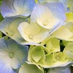 cyokobiさんのプロフィール画像