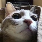 メネさんのプロフィール画像