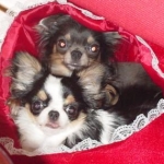 ラムネちゃんさんのプロフィール画像