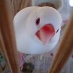 ガーベラさんのプロフィール画像