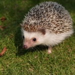 こたつさんのプロフィール画像