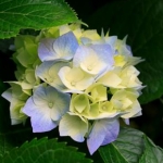 rikacomamaさんのプロフィール画像