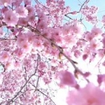 noripiさんのプロフィール画像