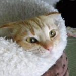 aikoさんのプロフィール画像