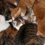 ゆーは♪さんのプロフィール画像