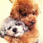 tom*mix*13さんのプロフィール画像