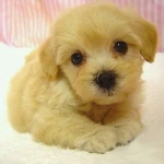 tetsuさんのプロフィール画像