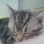 大谷 偲輔さんのプロフィール画像