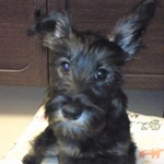 あずきさんのプロフィール画像