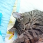 443ヨシもんさんのプロフィール画像