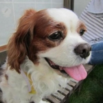 ファルコンさんのプロフィール画像