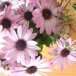 気ままなママさんのプロフィール画像