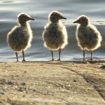 hellocharlyさんのプロフィール画像