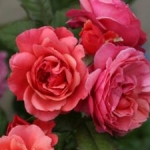 Maruさんのプロフィール画像