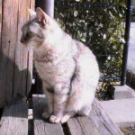 jasmineさんのプロフィール画像