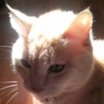 トラ猫みぃさんのプロフィール画像