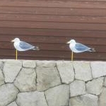 イチさんのプロフィール画像