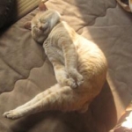 ちゃちゃさんのプロフィール画像