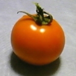 じゅんぼんじょびさんのプロフィール画像