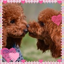 *rambsears*さんのプロフィール画像