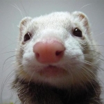 ぴーちままさんのプロフィール画像