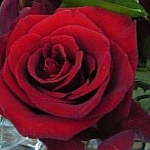 ペコリンさんのプロフィール画像