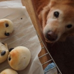 aotoaka_yueさんのプロフィール画像