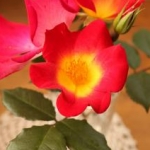 はなぶ～さんのプロフィール画像