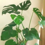 奈美恵ままさんのプロフィール画像