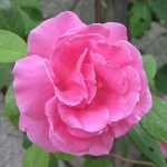 roserose