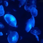 まあのさんのプロフィール画像