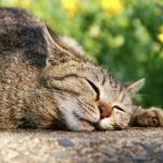 さおりんごさんのプロフィール画像