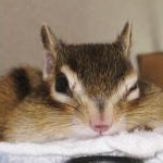 SUMOMOさんのプロフィール画像