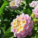 hieraciumumbellさんのプロフィール画像