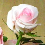 美香さんのプロフィール画像