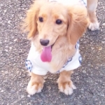 めいさんのプロフィール画像