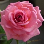 ママぞうさんのプロフィール画像