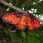 カナリンさんのプロフィール画像