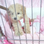 MARIAさんのプロフィール画像