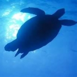 カメきちさんのプロフィール画像