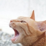 甘栗さんのプロフィール画像