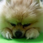 ポメチョコさんのプロフィール画像