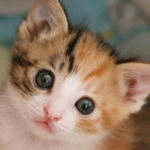 いんちさんのプロフィール画像