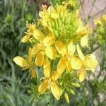 レモママさんのプロフィール画像