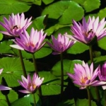 しゅんさんのプロフィール画像