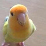 cattleyaさんのプロフィール画像