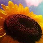 ドンキンちゃんさんのプロフィール画像