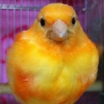 iroha77vさんのプロフィール画像