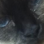 Chacoさんのプロフィール画像