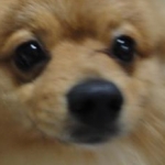 mofumofuさんのプロフィール画像